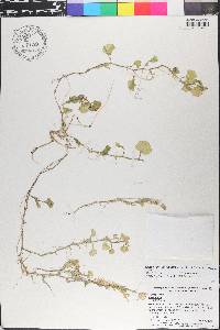 Nasturtium floridanum image