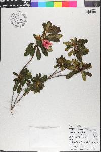 Rhododendron simsii image