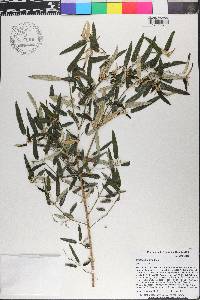 Baccharis myrsinites image