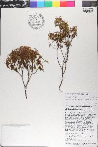 Miconia miguelfuertesii image