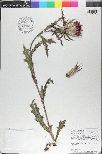 Cirsium horridulum image