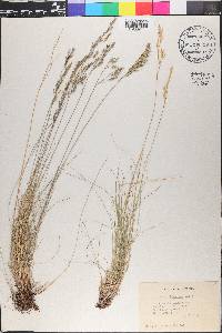 Festuca idahoensis image