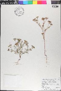Spermolepis echinata image
