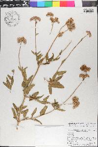 Conoclinium betonicifolium image