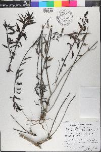 Agalinis scarlatina image