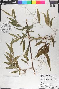 Lasiacis divaricata image