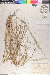 Stipa editorum image