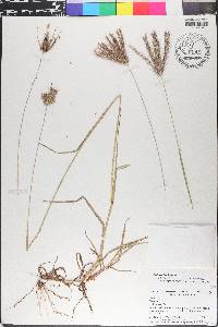 Chloris barbata image