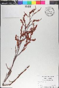 Polygonella fimbriata image