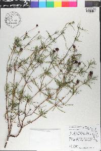 Borreria terminalis image