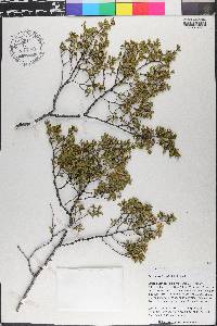 Larrea tridentata image