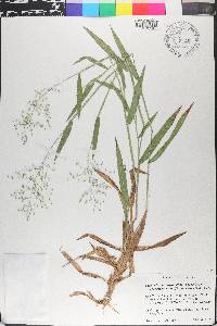 Dichanthelium scribnerianum image