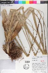 Tillandsia utriculata image
