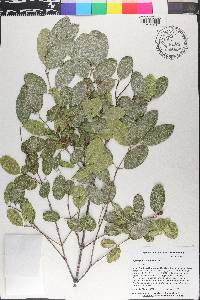 Simarouba glauca image