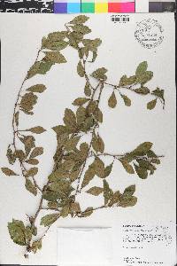Crataegus aestivalis image