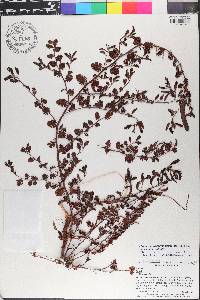 Chamaecrista chamaecristoides image