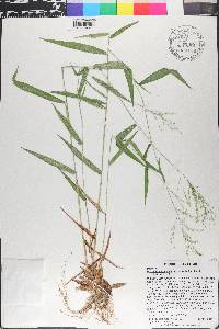 Dichanthelium yadkinense image