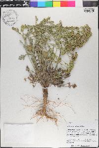 Parthenium confertum image