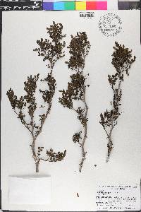 Zanthoxylum fagara image