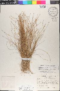 Eleocharis geniculata image