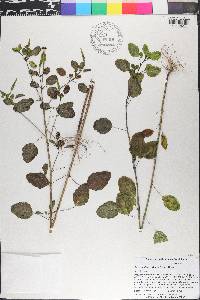Porophyllum ruderale image