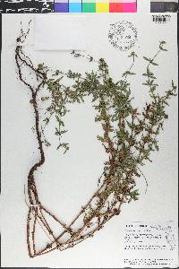 Spermacoce verticillata image