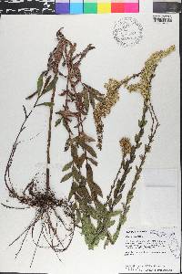 Solidago fistulosa image
