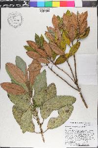 Henriettea ciliata image