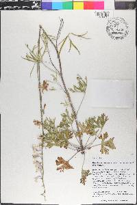 Delphinium carolinianum image