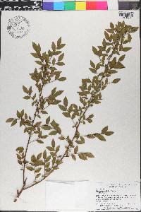 Vaccinium elliottii image