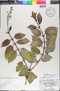 Miconia adenocalyx image