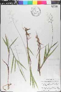 Dichanthelium oligosanthes image