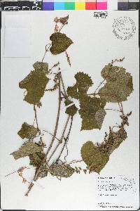 Vitis simpsonii image