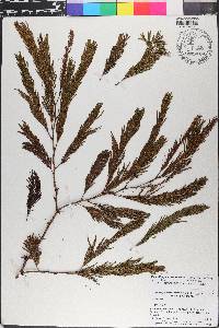 Acacia pennatula image