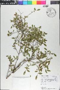Vaccinium elliottii image
