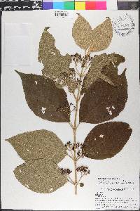 Callicarpa acuminata image