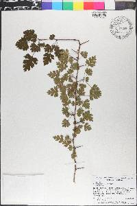 Crataegus marshallii image