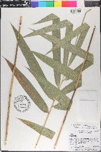 Arundinaria tecta image