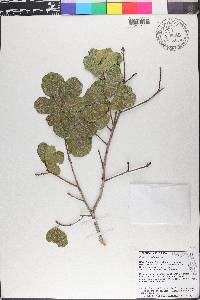 Quercus myrtifolia image