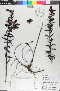 Agalinis scarlatina image