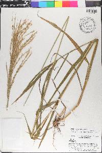 Digitaria insularis image