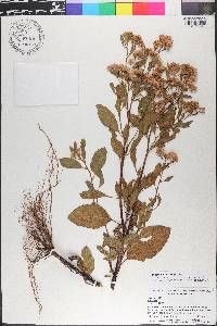 Pluchea odorata image