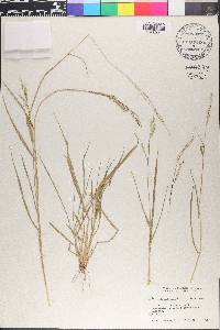 Eriochloa procera image
