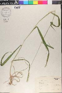 Hordelymus europaeus image