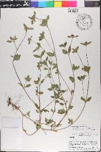 Sanvitalia procumbens image