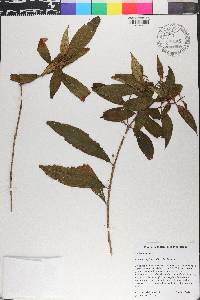 Miconia capillaris image