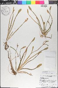 Sagittaria filiformis image