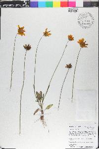 Coreopsis lanceolata image
