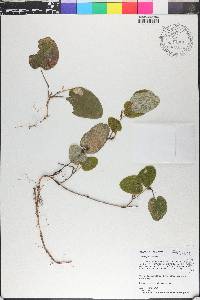 Smilax pumila image