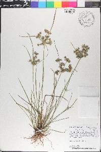 Cyperus surinamensis image